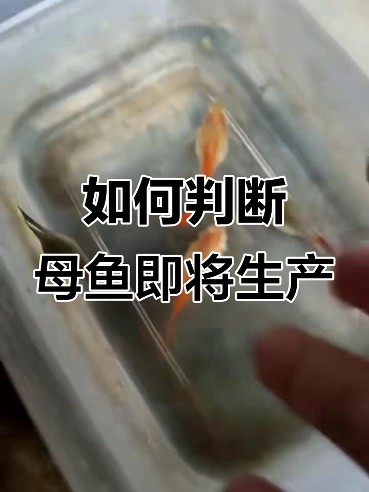 母鱼肚子变大，快生小鱼的前兆是什么？
