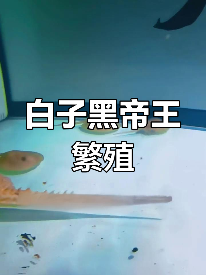 180鱼缸成功繁殖魟鱼