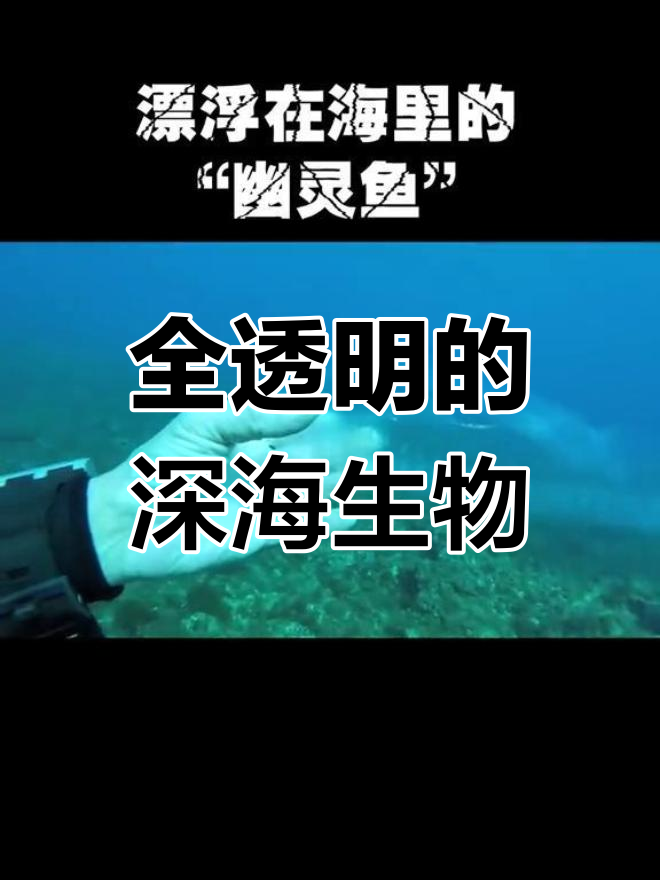 幽灵鱼:海洋中的透明奇观