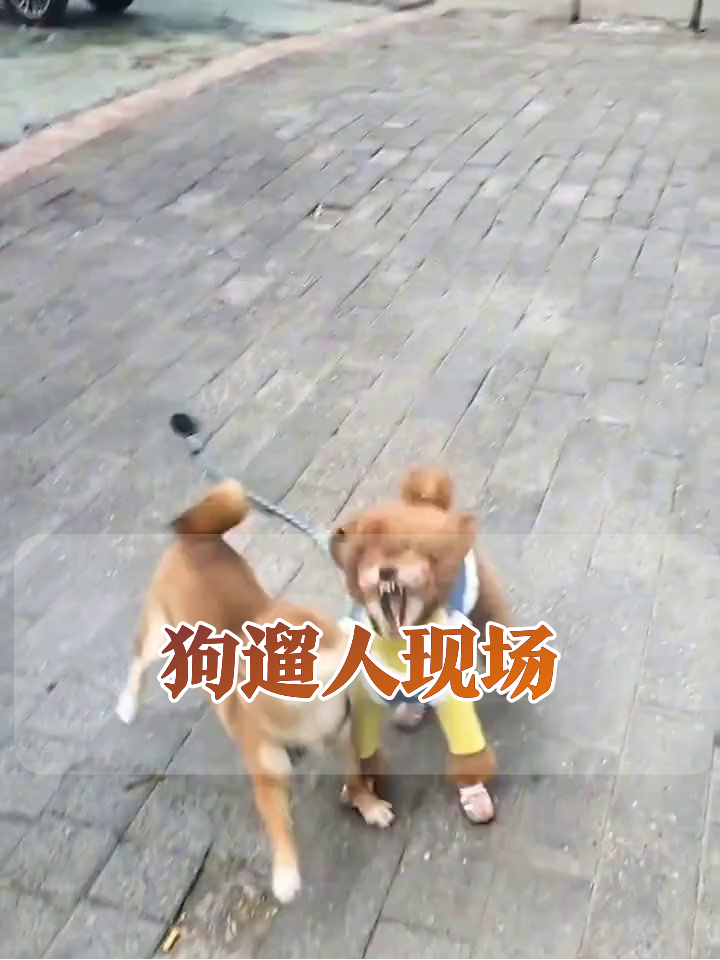 小区遛狗名场面:修勾疯狂贴贴,主人追成表情包