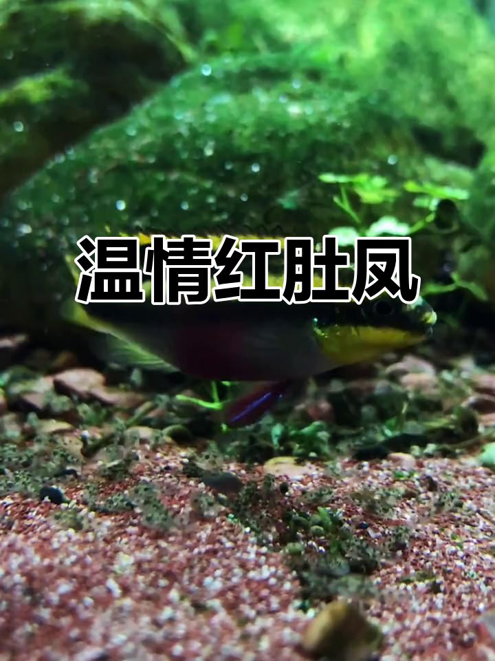 红肚凤凰温和友善,喜欢藏匿砂砾中,呵护仔鱼直至独立