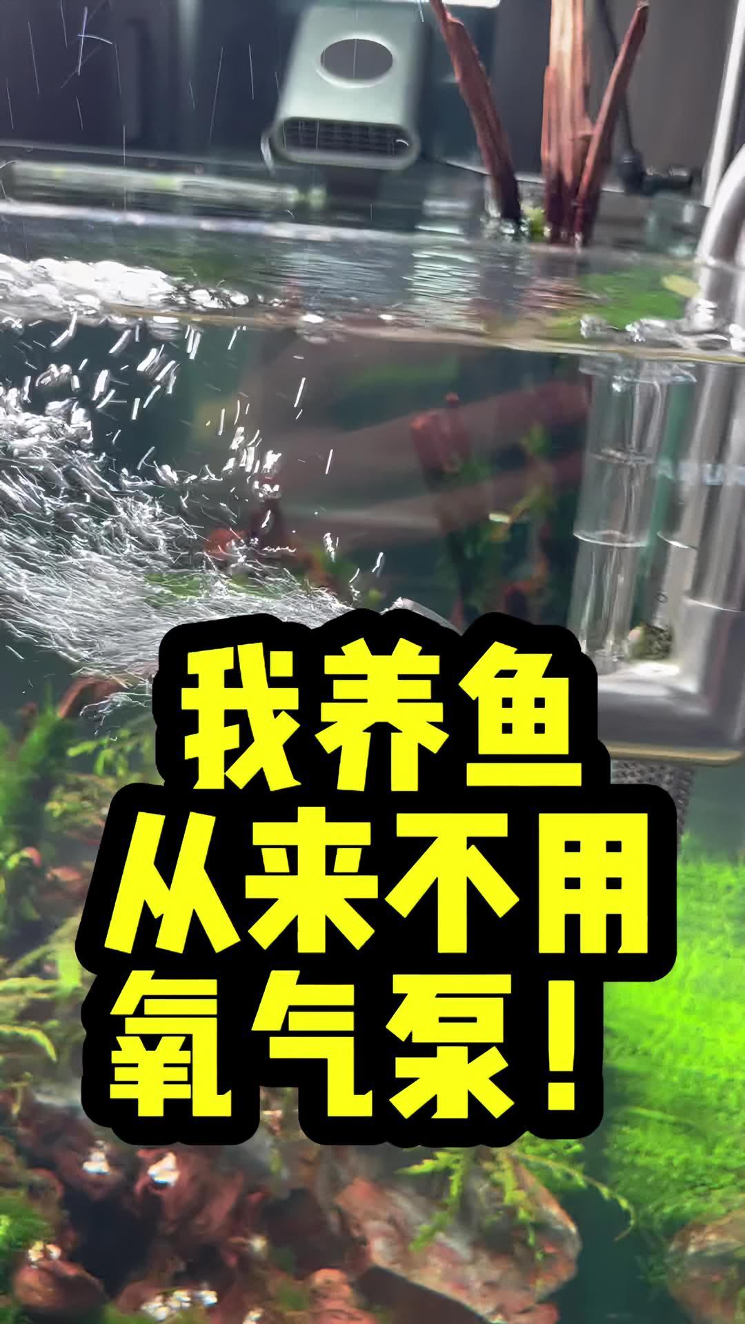 你敢信!我养鱼从来不用氧气泵!哈哈哈不努力效应懂不懂?水族 养鱼 鱼缸 鱼缸里的大自然