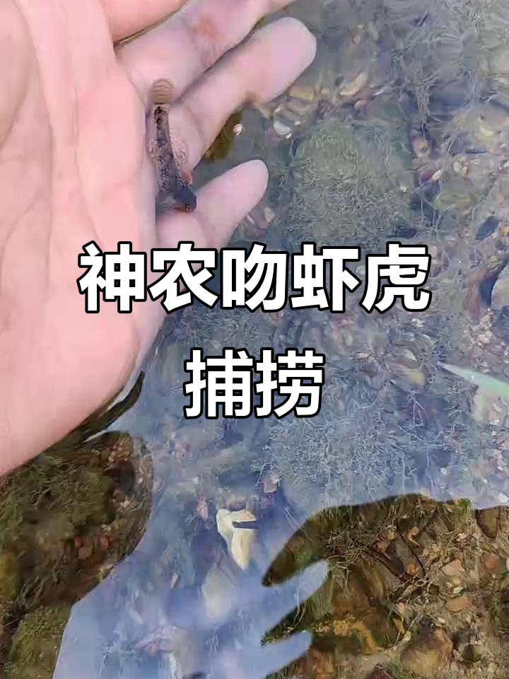 户外捕鱼大作战,神农吻虾虎现身!