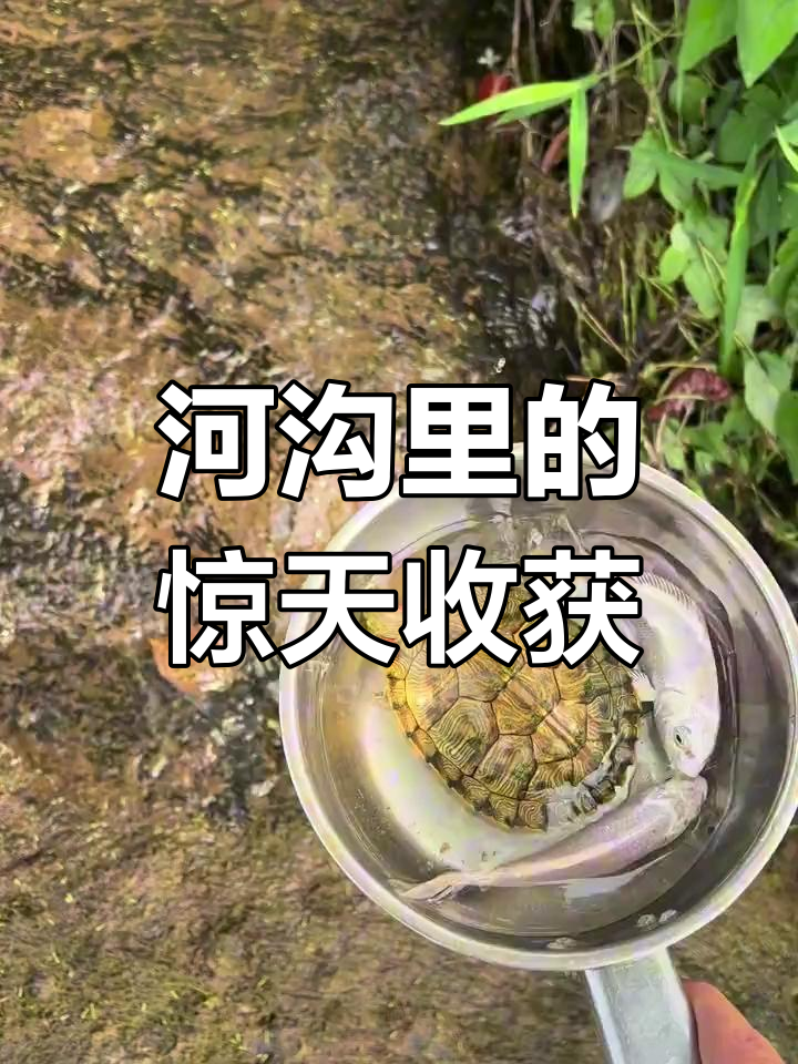 河边洗手意外发现白色草鱼和乌龟,惊喜连连!