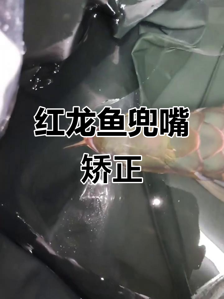 超大红龙鱼兜嘴手术，挑战极限操作