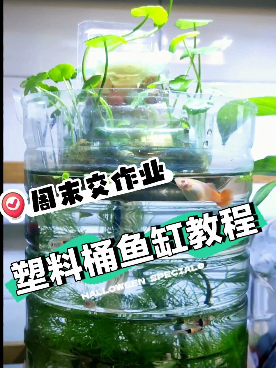 周末歇班交作业,带过滤盒的塑料桶鱼缸教程