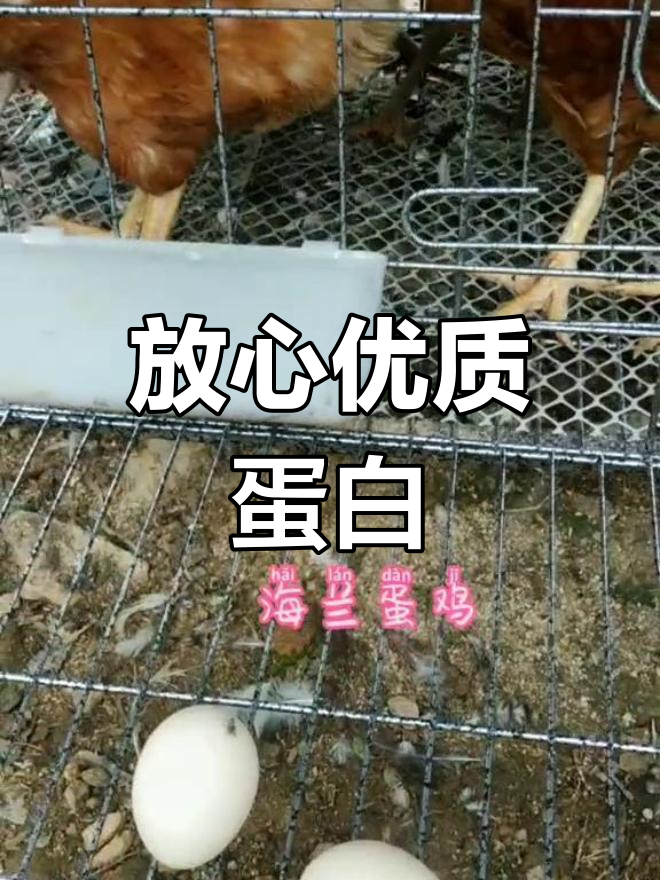 海兰蛋鸡,白壳红褐双色,家庭必备优质蛋白来源