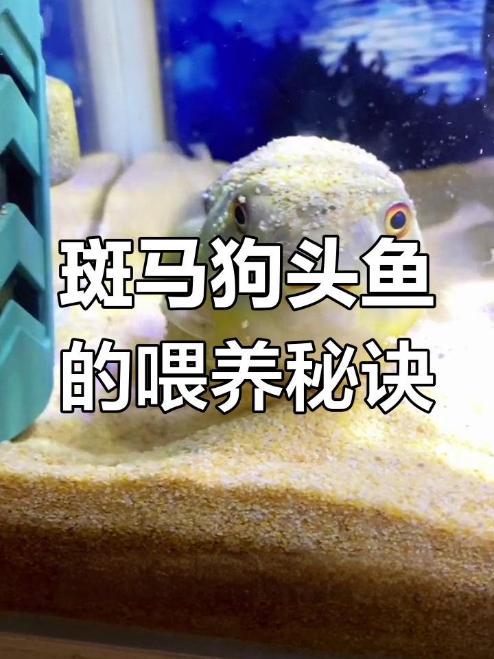 想让斑马狗头鱼快速成长?合理喂食与定期清理水质是关键