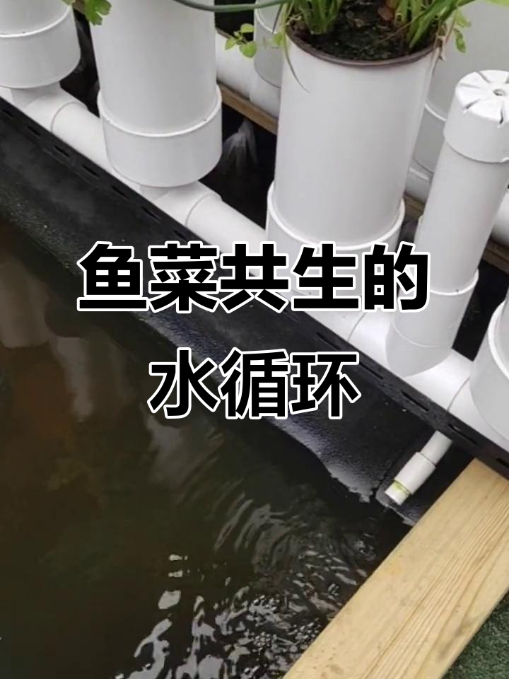 鱼菜共生系统水循环揭秘：从养殖到种植的完美闭环