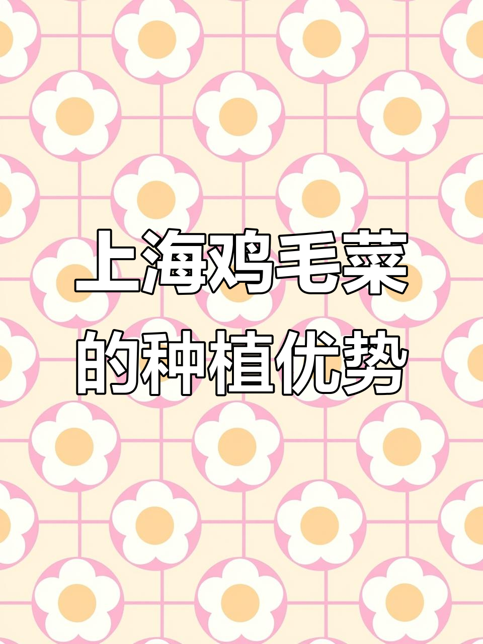 四季常绿,上海鸡毛菜生长迅速,家庭盆栽与经济作物皆宜