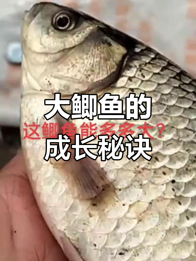 这条大鲫鱼到底有多大?能长这么大得多少年啊!