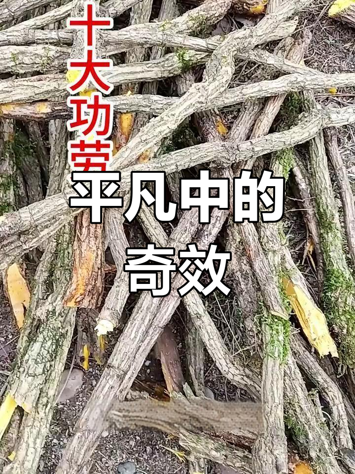 十大功劳虽不起眼,却有独特功效