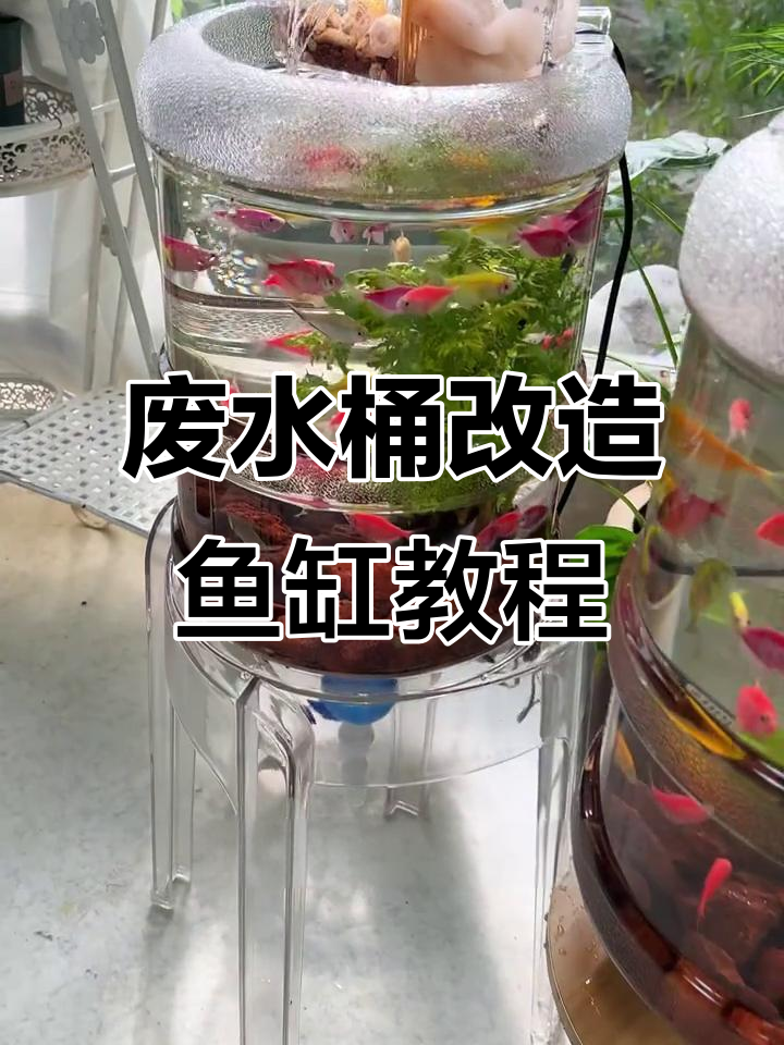 矿泉水桶变鱼缸,生态循环超简单!