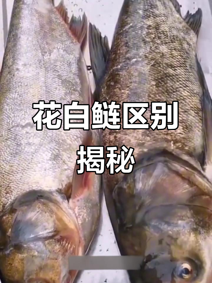 白鲢和花鲢到底有啥不同?你了解吗