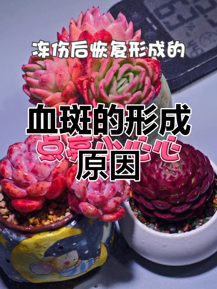 多肉血斑的成因揭秘:冻伤晒伤引发