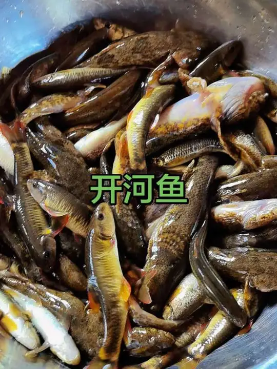 最新鲜的小河鱼