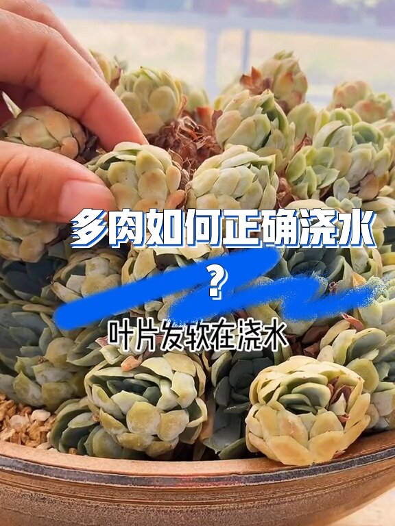 多肉植物~浇水方法技巧