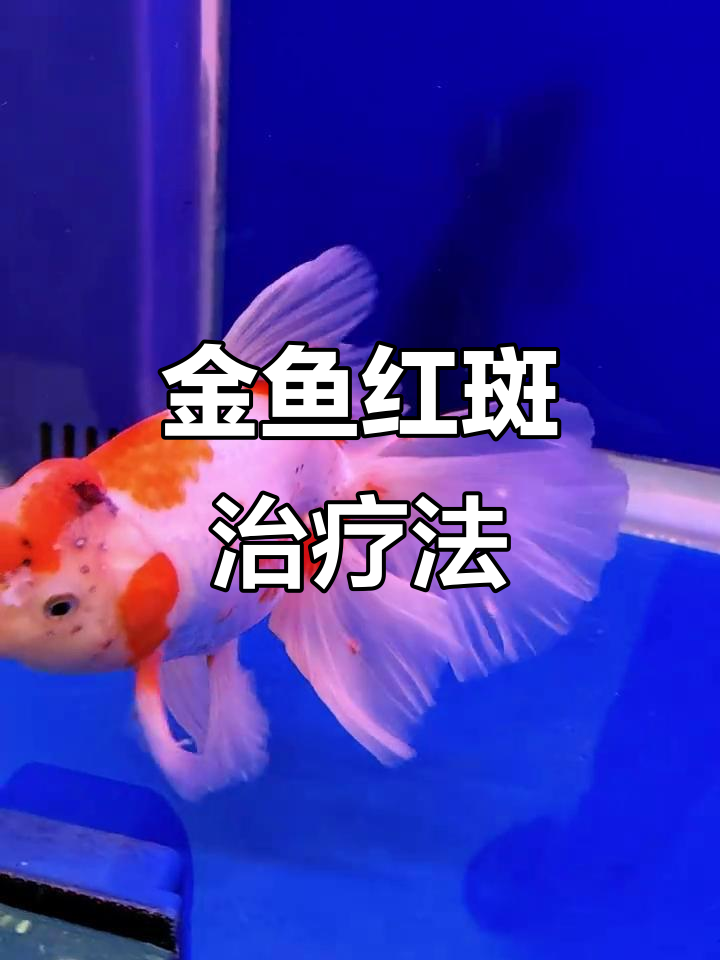 金鱼身上红点,是什么病?怎么治?