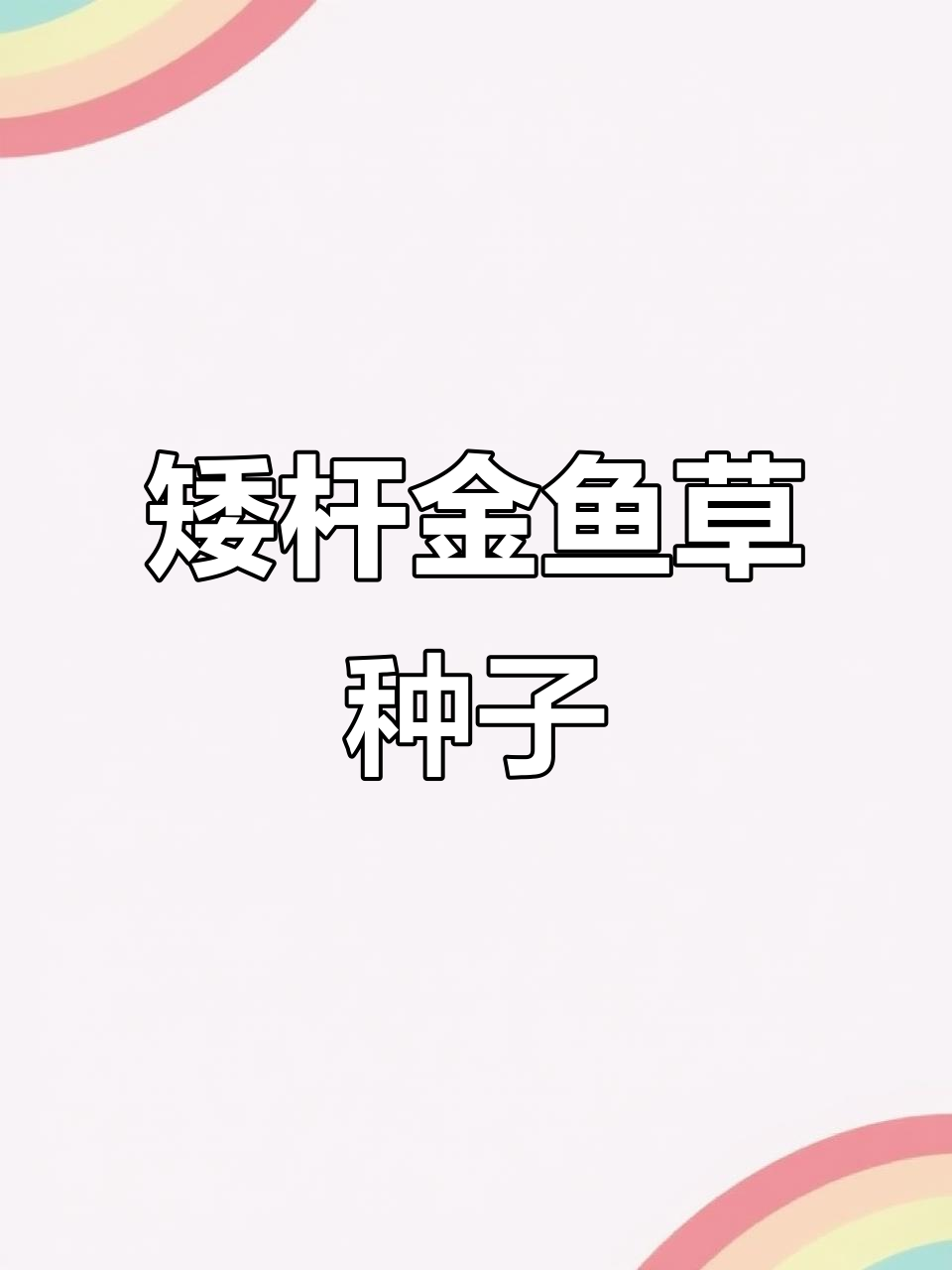 金鱼草种子,春天必种!多年生花卉带来香气与美丽