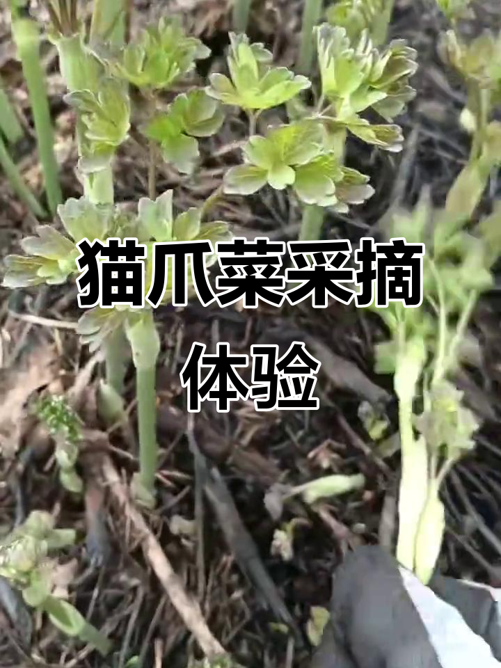 这猫爪子菜，采得真过瘾！山野菜的独特乐趣