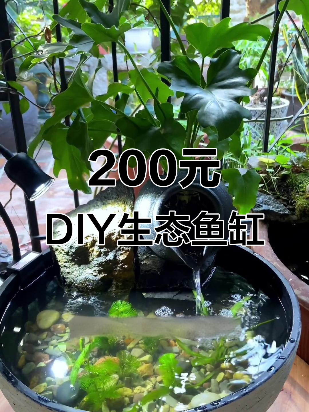 用200元打造生态鱼缸，简单步骤教你做