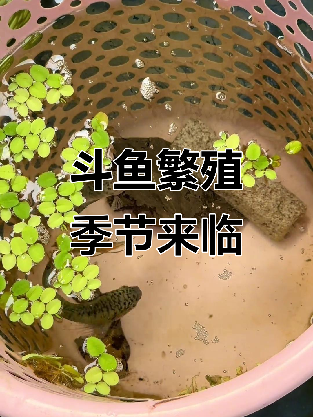 斗鱼发情期到,泡泡筑巢引雌鱼