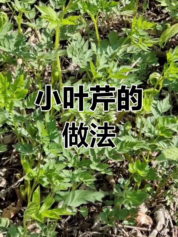 鸡冠山小叶芹的采摘与保存方法