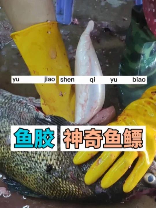 神奇的赤嘴鳘鱼胶