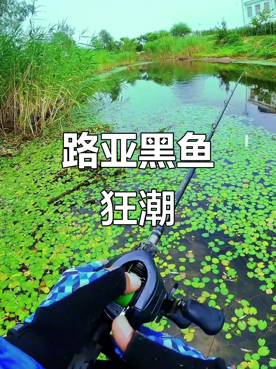 斗鱼路亚黑鱼挑战,雷强打法全解析