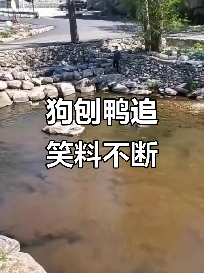 狗刨造型太搞笑,撵鸭子呱呱叫,悠闲时光真有趣