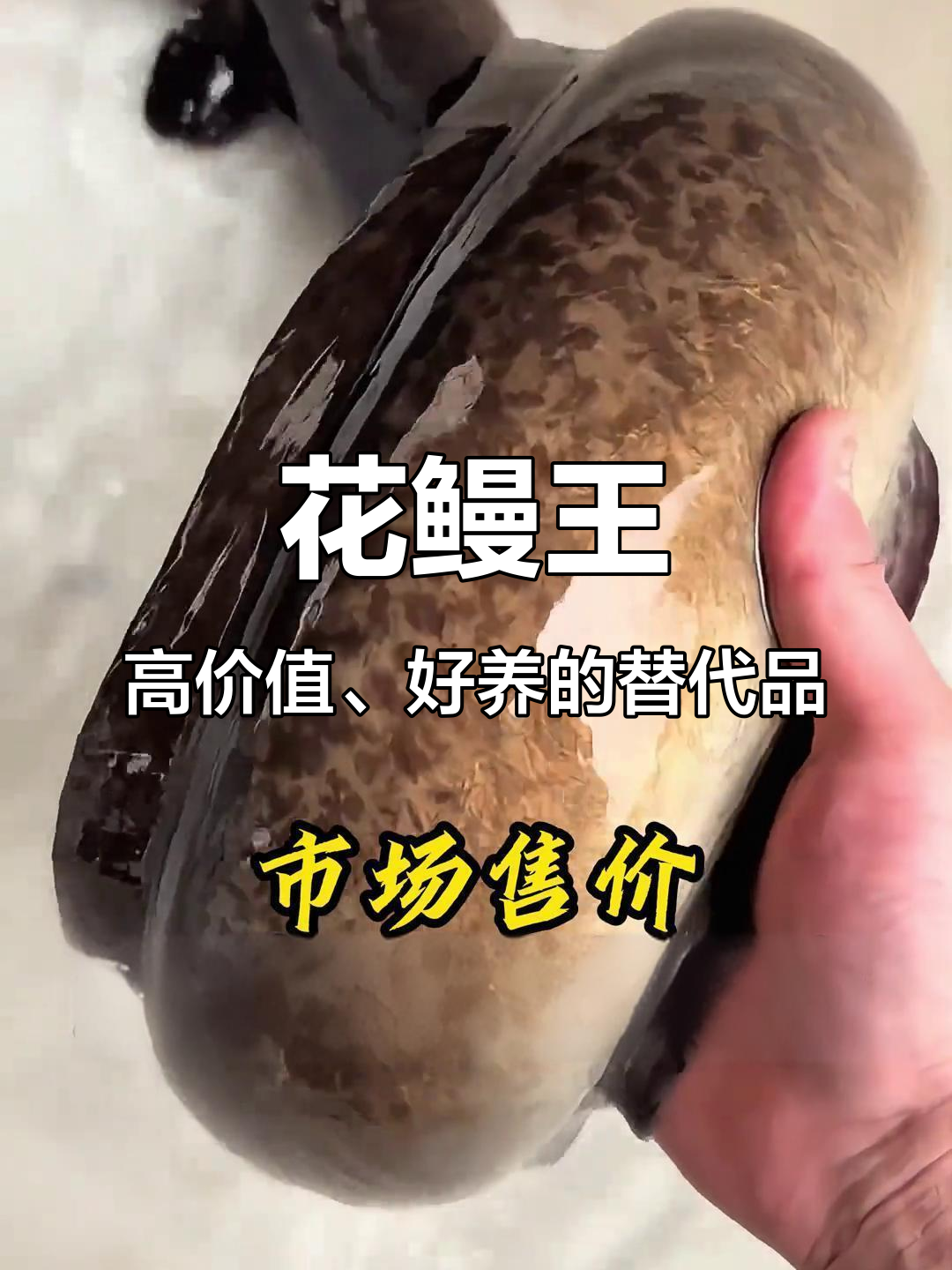 花鳗养殖新宠，比黄鳝更易养，市场价格飙升