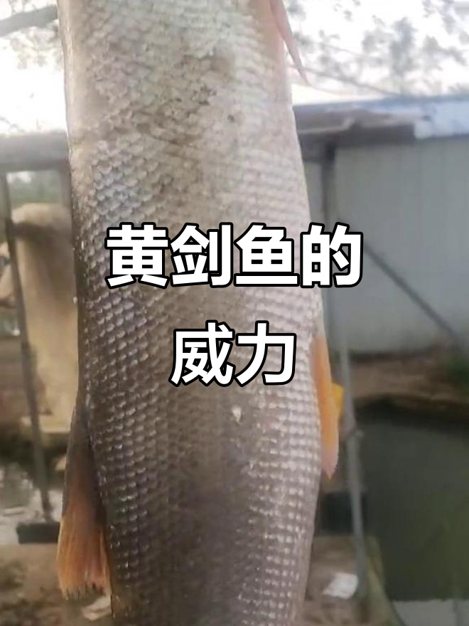 第一次见到黄剑鱼,竟然这么猛!五十岁活得如此汹涌