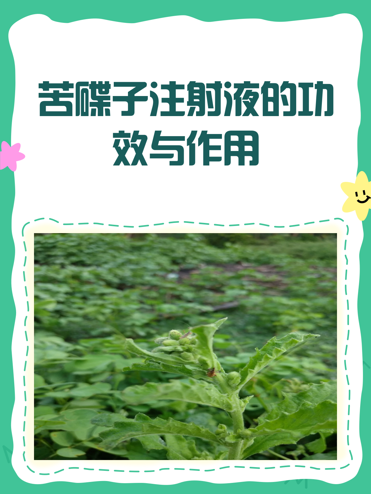 苦碟子注射液,你真的了解吗?