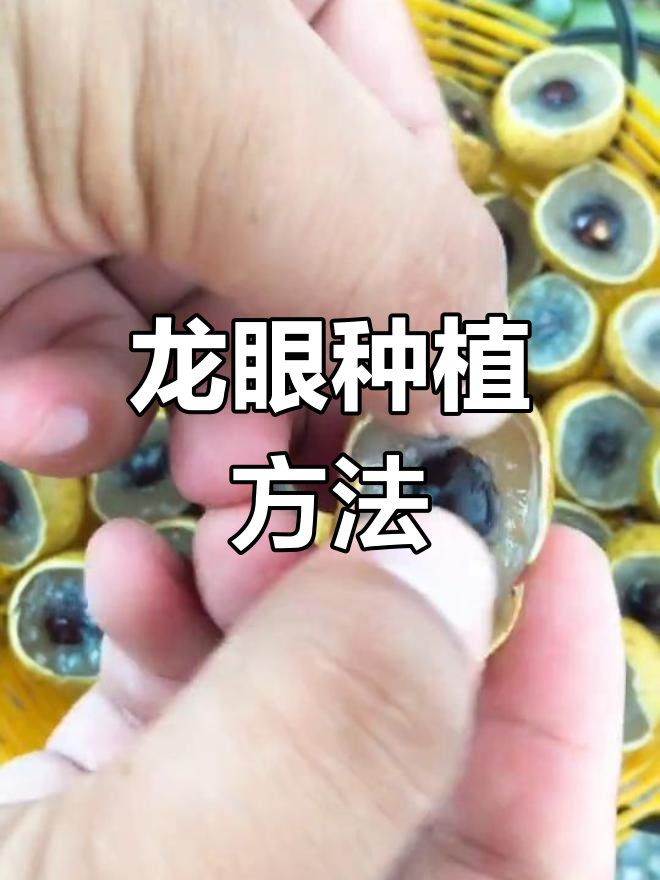 龙眼种子种植全攻略,轻松发芽成树