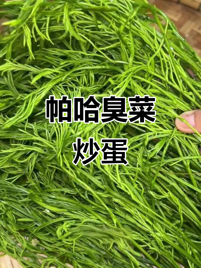 云南臭菜帕哈:闻起来臭,吃起来香,煎鸡蛋超下饭