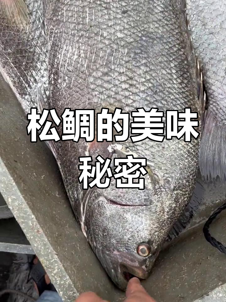 这种黑色扁鱼,口感鲜美,肉质嫩滑