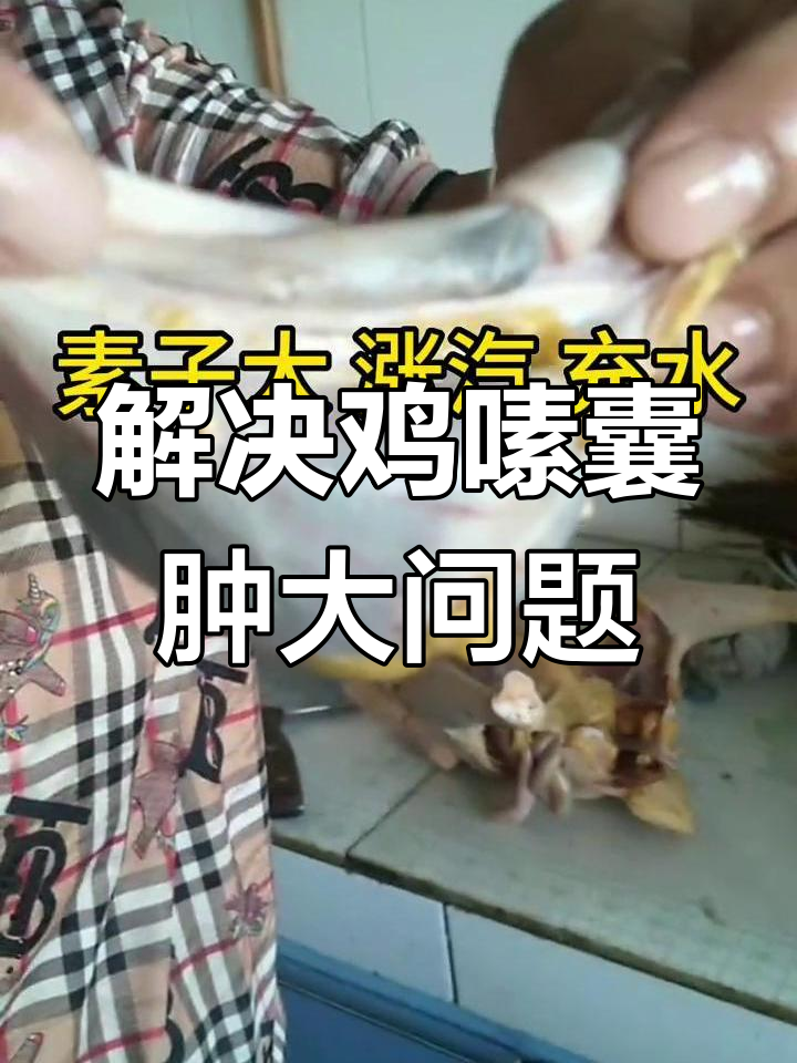 夏季鸡嗉囊炎高发,快速控制大群问题