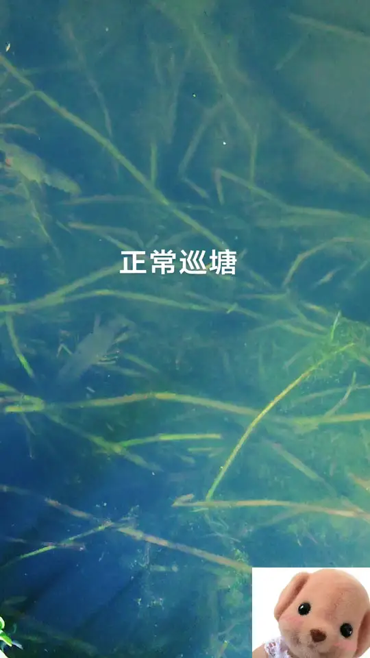水下摄影记录小龙虾养殖，探寻万物有灵的奇妙世界