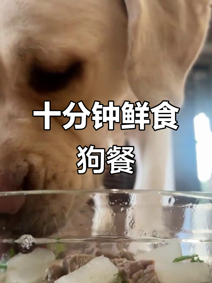 10分钟牛肉萝卜汤,狗狗健康火锅新做法