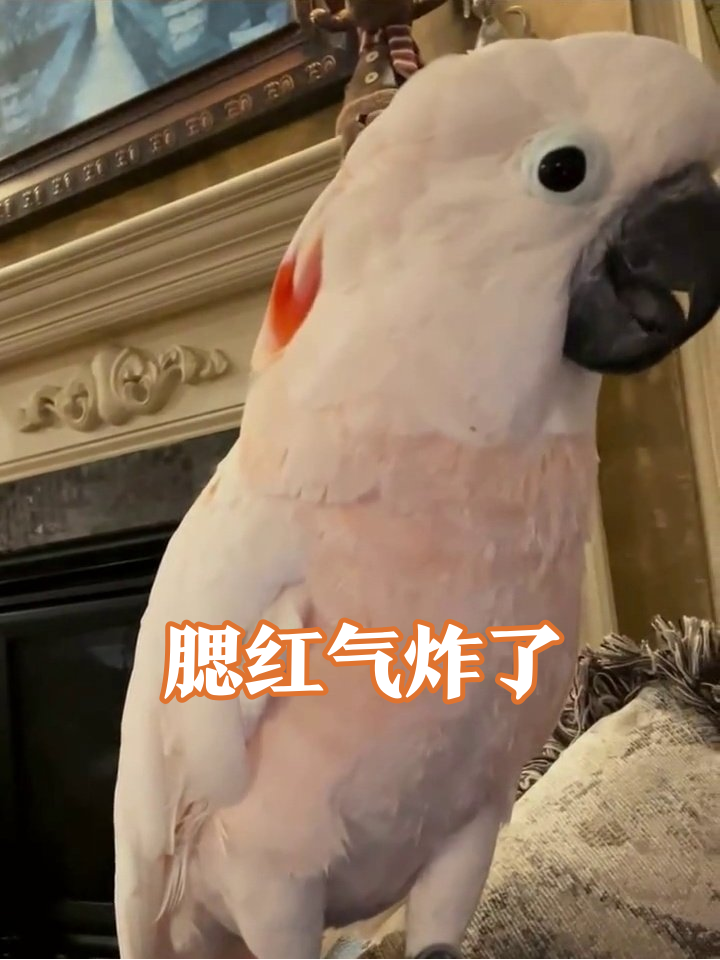腮红鹦鹉生气名场面：白眼翻上天还敢威胁主人