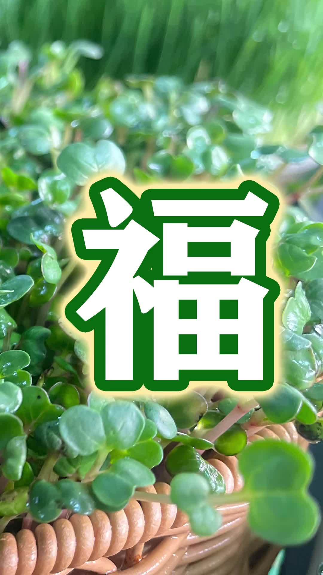 有人吃过这种菜吗?无土水培芽苗菜,芽苗菜种植技术,一年四季天天种天天收 芽苗菜 芽苗菜种植