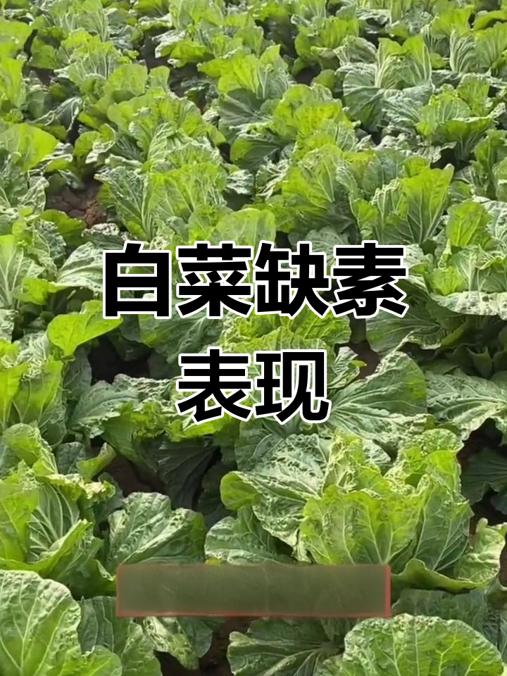 白菜生长缺素症状分析