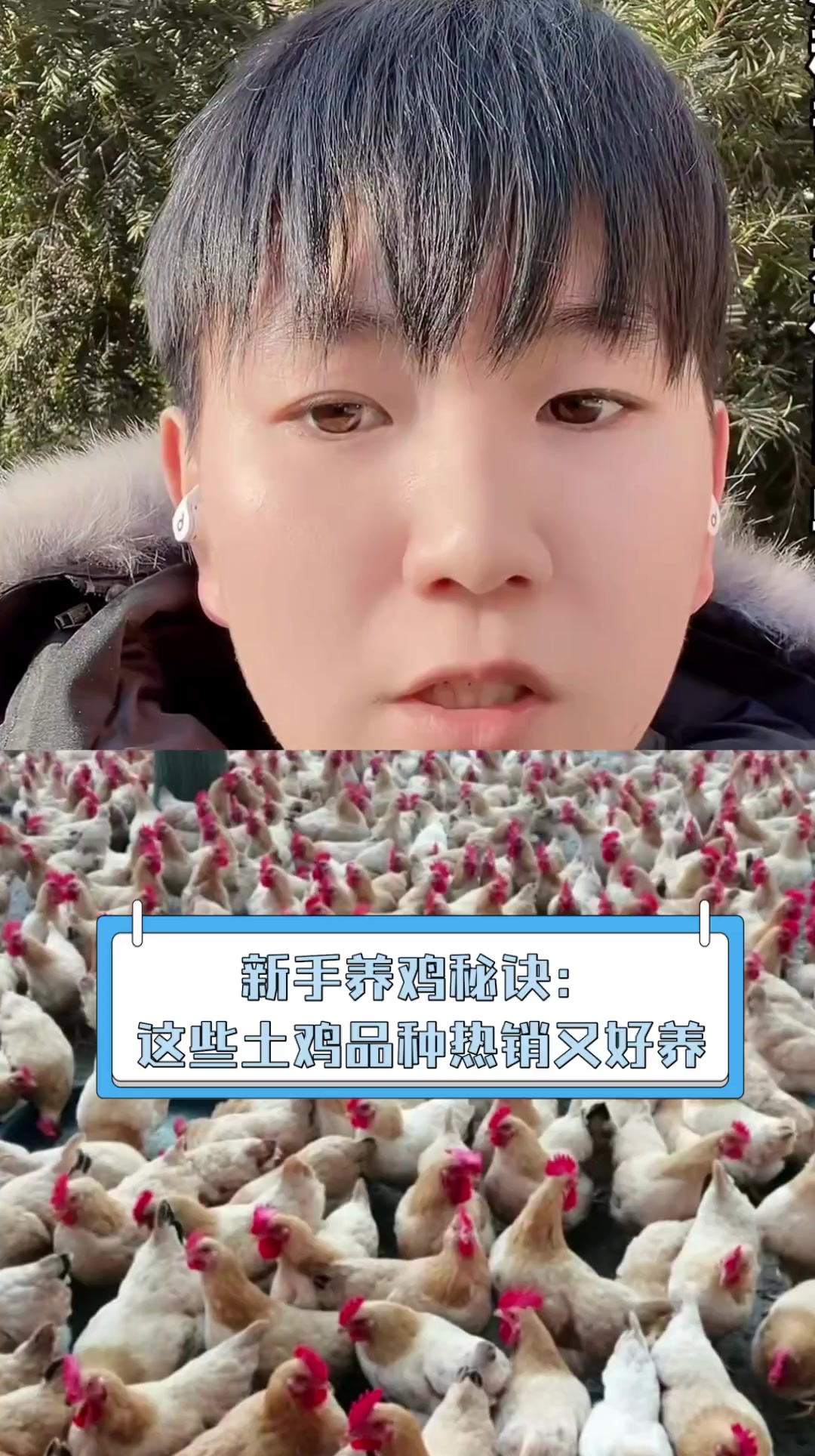 新手养鸡秘诀:这些土鸡品种热销又好养