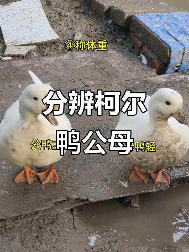 如何区分成年柯尔鸭的公母？萌宠小技巧大公开
