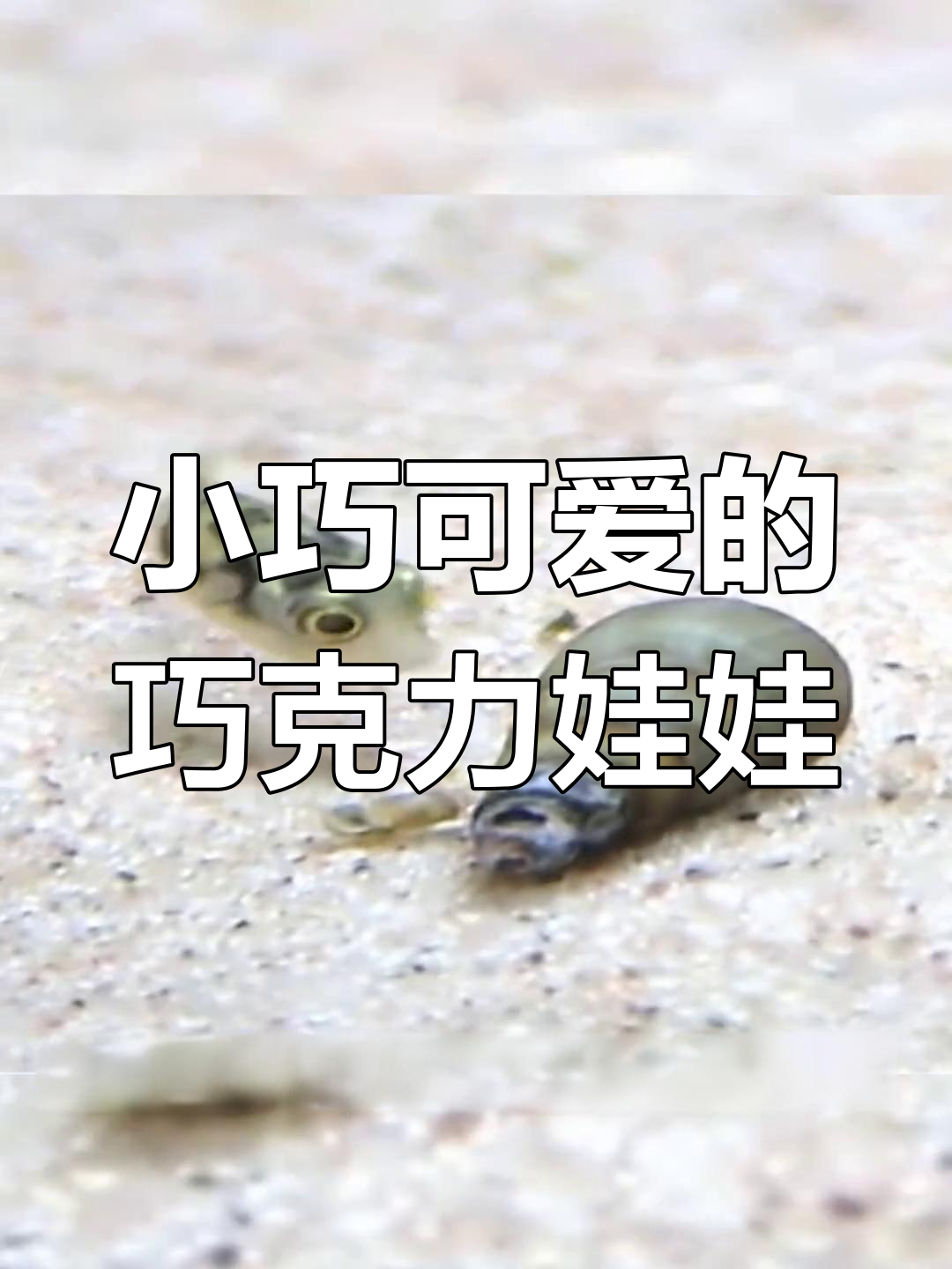 世界上最小的河豚,竟是巧克力娃娃!