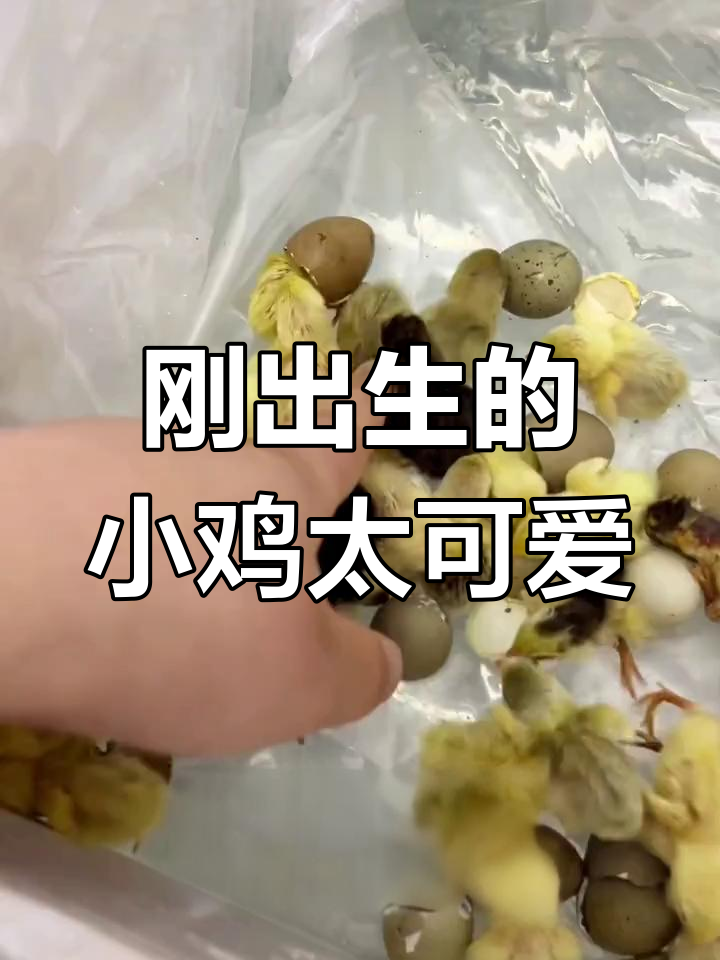 小鸡出壳后太萌了,毛干了竟然还带着安全帽!