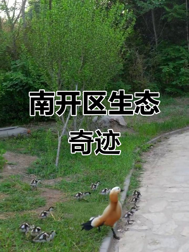 天津楼顶三年孵化43只赤麻鸭,生物多样性显著提升