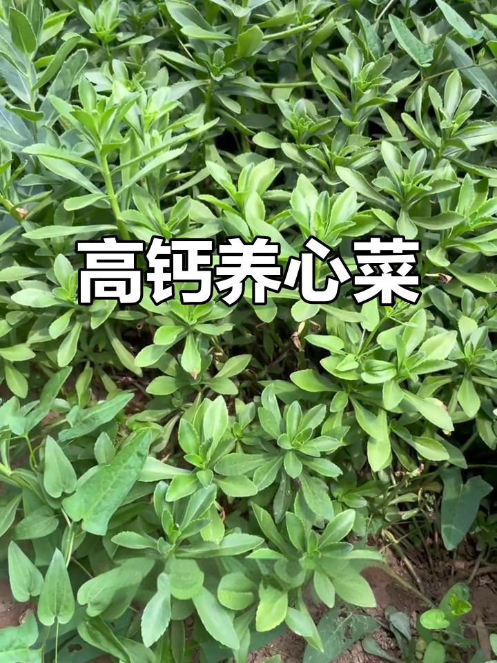 这不是普通的菜,它是高钙养心菜的奇迹