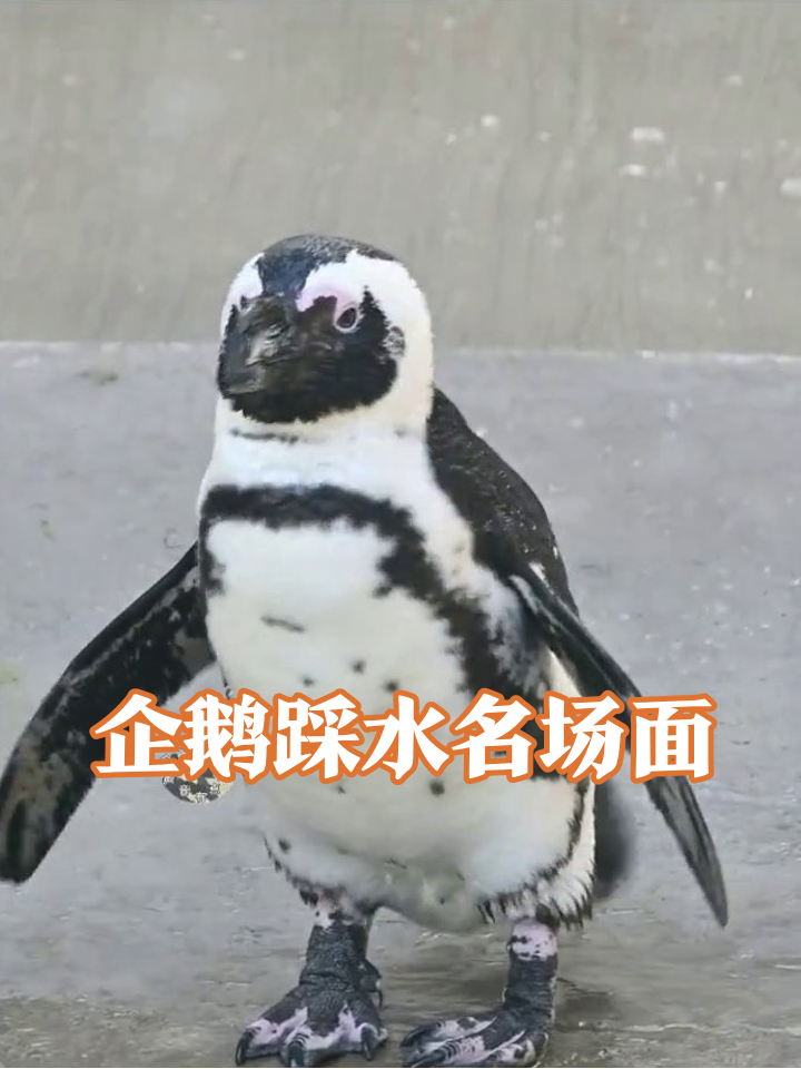 胖企鹅踩水坑装优雅,下一秒扎水游泳快过马达笑喷