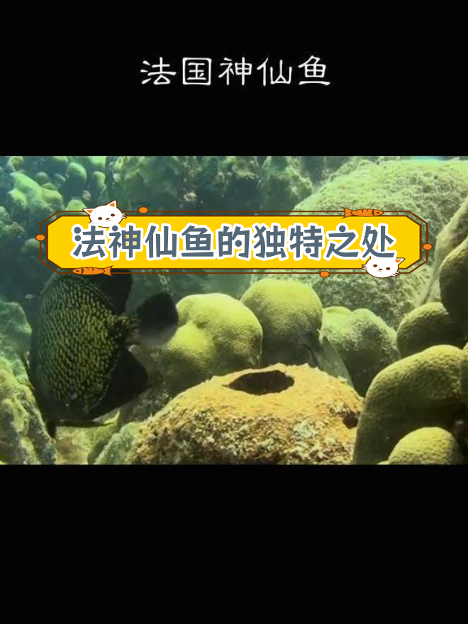 法国神仙鱼:忠贞不渝的爱情象征